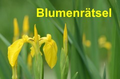 Hintergrund-Blumenrtsel-logo