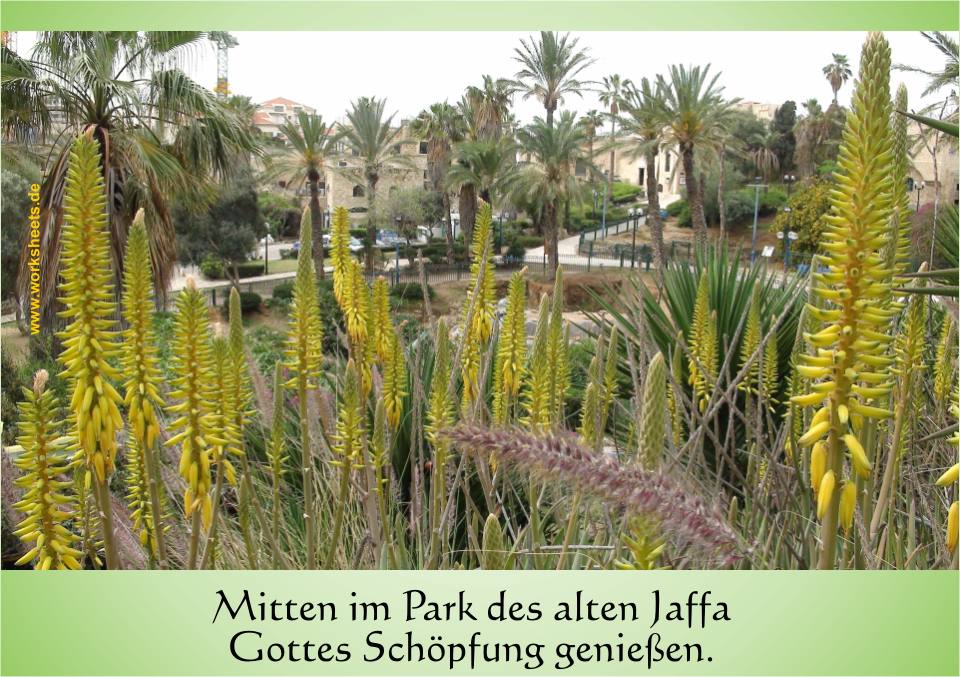 Mitten_im_Park_des_alten_Jaffa