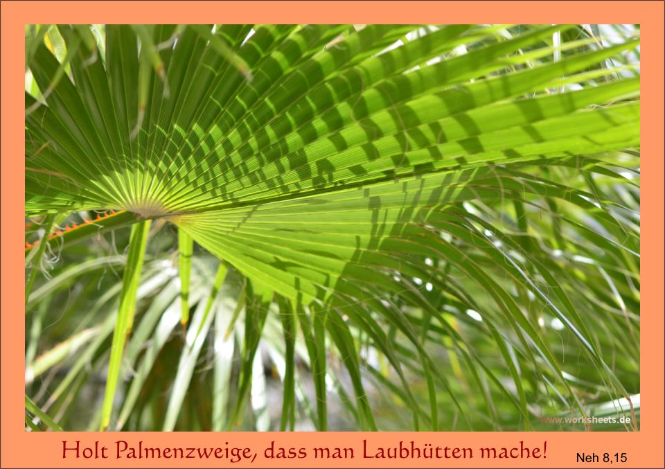 Palmenzweige_-_Laubhtten