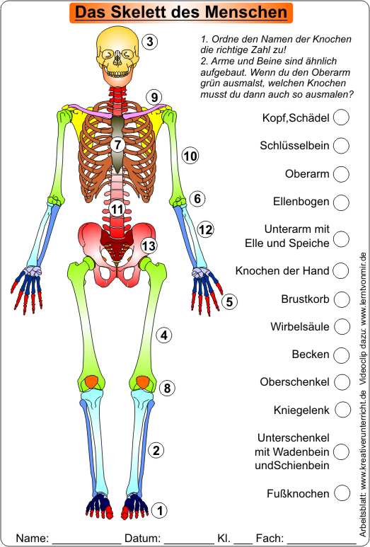 Die_Knochen_des_Menschen-Klasse3-4