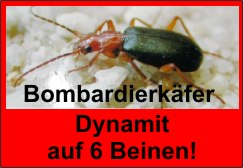 Dynamit_auf_6_Beinen-logo