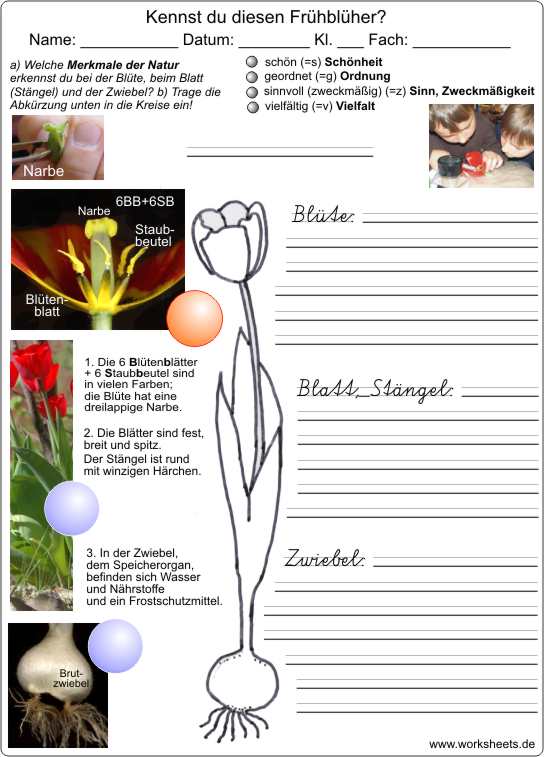 Tulpe-AB-2